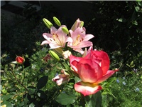 4eb1ed2c-Picture 830.jpg